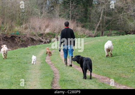 Walker chien chiens marche sur les rives de la rivière Mersey à Didsbury, Manchester Banque D'Images