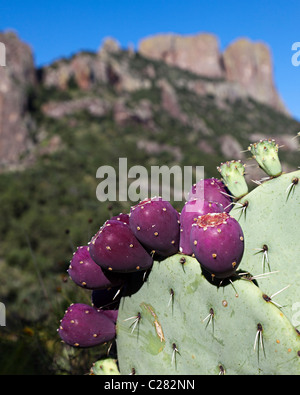 Oponce de Big Bend National Park Utah USA Banque D'Images