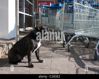 Chien Noir attend que son propriétaire qui est shopping à Tesco store à New Malden, south west London Banque D'Images