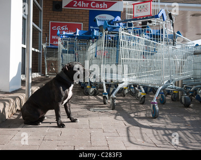 Chien Noir attend que son propriétaire qui est shopping à Tesco store à New Malden, south west London Banque D'Images