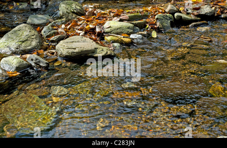 Torrent et de hêtres (Fagus sylvatica) en automne. Parc Naturel du Montseny, province de Barcelone. Espagne Banque D'Images