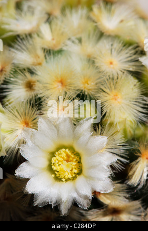Détail d'une petite étoile jaune pâle fleur de cactus Banque D'Images