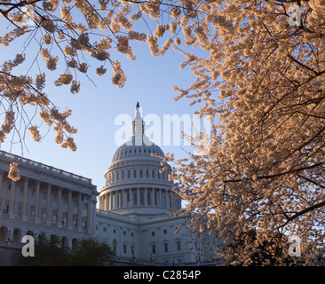 Bâtiment du Capitole à Washington DC allumé tôt le matin avec les fleurs de cerisier encadrant le dôme de l'immeuble Banque D'Images