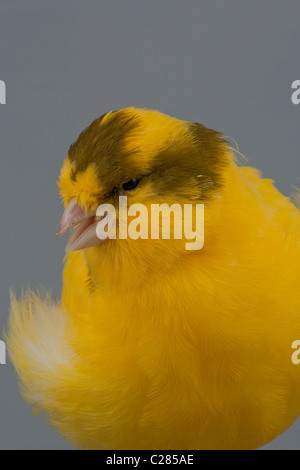 Canaries (Serinus canaria). Cage oiseaux domestiqués et volière. Race/variété ; 'cadre'. Le chant Banque D'Images