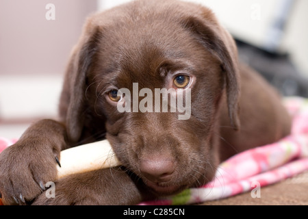 Un jeune labrador chocolat avec son chew. Banque D'Images