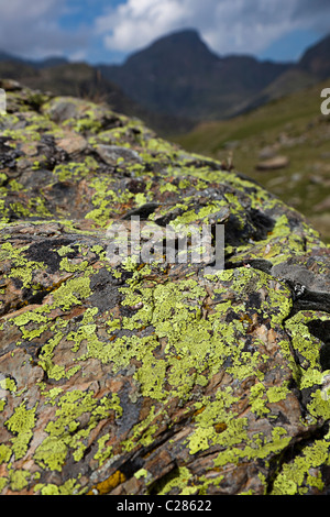 De plus en plus de lichen sur les roches à l'air pur de la montagne Andorre Arcalis Banque D'Images