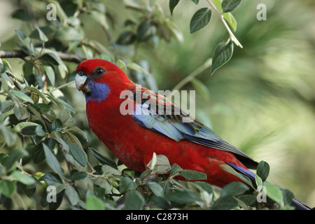 Crimson Rosella (Platycercus elegans) dans un buisson dans les Blue Mountains, Australie. Banque D'Images