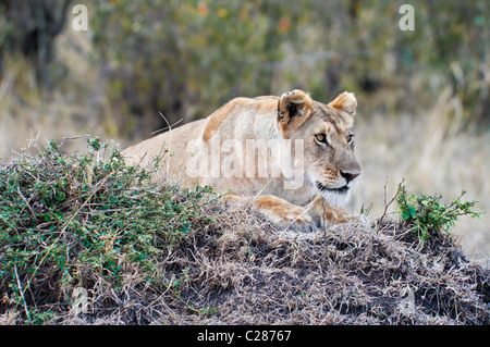 Lionne, Panthera leo, à la recherche de proies, Masai Mara National Reserve, Kenya, Africa Banque D'Images