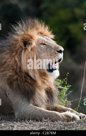 Homme Lion, Panthera leo, Masai Mara National Reserve, Kenya, Africa Banque D'Images