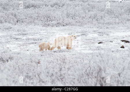 Mère Ours polaire avec Coy, Ursus maritimus, Wapusk National Park, près de Hudson Bay, Cape Churchill, Manitoba, Canada Banque D'Images
