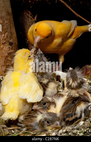 Canaries (Serinus canaria). Alimentation Parent à part entière près de poussins (15 jours) dans un nid artificiel pan dans une volière. Banque D'Images