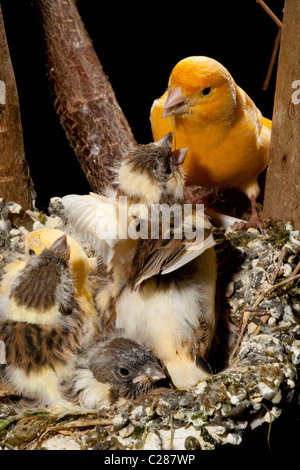 Canaries (Serinus canaria). Alimentation Parent à part entière près de poussins (15 jours) dans un nid artificiel pan dans une volière. Banque D'Images