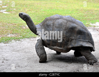 Tortues géantes sur l'île Curieuse, Seychelles. Banque D'Images