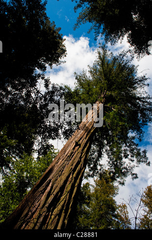 Un énorme séquoia vu dans Big Basin Redwoods State Park près de Boulder Creek, en Californie. Banque D'Images