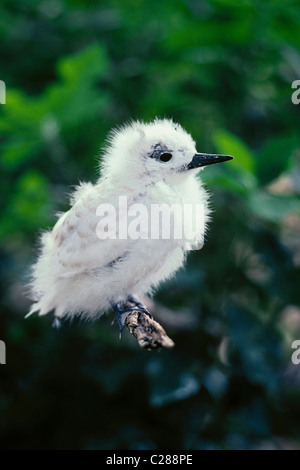 Sterne Fée commune chick (AKA White Tern) ; île de Midway, l'atoll de Midway National Wildlife Refuge, dans les îles Hawaii. Banque D'Images