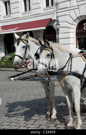 L'Autriche, Vienne. Chevaux traditionnels populaires "Fiaker" (chariot) rides autour de centre-ville de Vienne. Banque D'Images