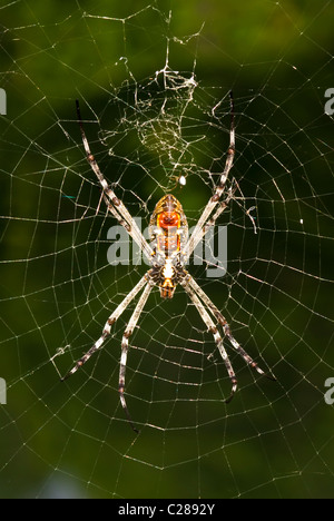 Une croix de Saint-André au repos l'araignée au centre de sa soie org web. Banque D'Images