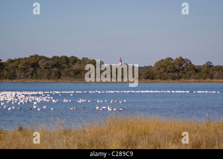 Avis de Assateague Island Lighthouse, troupeau de blanc des neiges de mer de l'océan Atlantique en Accomack Comté Virginia Banque D'Images