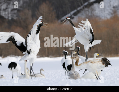 Deux Yinruilin aka Grues Japonaises, Grus japonensis voler au-dessus d'un champ neigeux et près de tree tops à Akan Hokkaido, Japon Banque D'Images