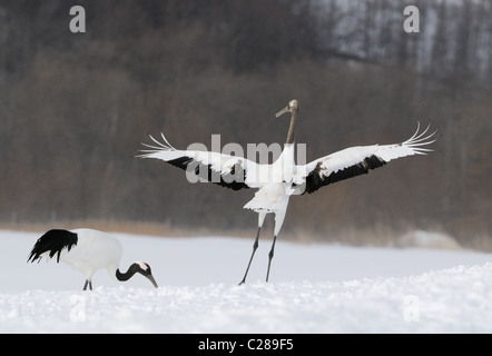 Deux Yinruilin aka Grues Japonaises, Grus japonensis voler au-dessus d'un champ neigeux et près de tree tops à Akan Hokkaido, Japon Banque D'Images