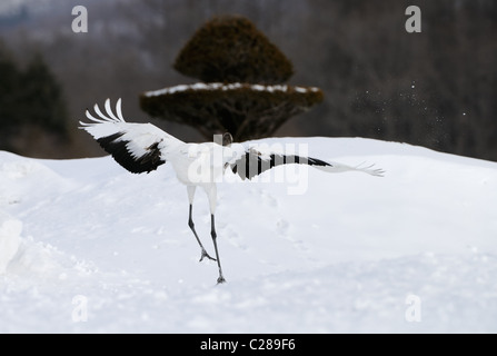 Deux Yinruilin aka Grues Japonaises, Grus japonensis voler au-dessus d'un champ neigeux et près de tree tops à Akan Hokkaido, Japon Banque D'Images