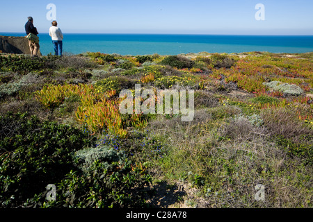 Les touristes, de fleurs sauvages au Cap Sardão, Portugal Banque D'Images