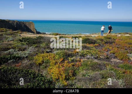 Les touristes, de fleurs sauvages au Cap Sardão, Portugal Banque D'Images