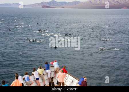 Un énorme groupe de dauphin commun courses pour la proue de la quête de Safari croisière dans la mer de Cortez, Baja California, Mexique. Banque D'Images