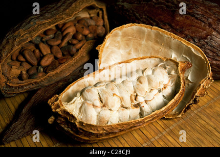 Cosses de fèves de cacao avec billes de chocolat à l'intérieur des fruits. Sertagex Banque D'Images