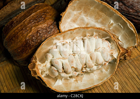 Cosses de fèves de cacao avec billes de chocolat à l'intérieur des fruits. Sertagex Banque D'Images