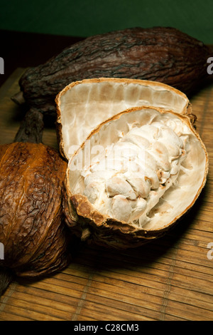 Cosses de fèves de cacao avec billes de chocolat à l'intérieur des fruits. Sertagex Banque D'Images