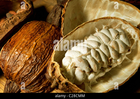 Cosses de fèves de cacao avec billes de chocolat à l'intérieur des fruits. Sertagex Banque D'Images