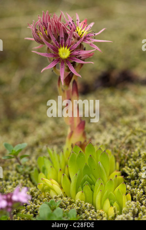 Houseleek Sempervivum montanum (montagne), la floraison. Banque D'Images