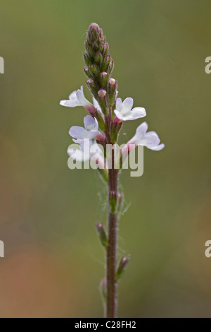 Verveine (Verbena officinalis commune), tige florifère. Banque D'Images