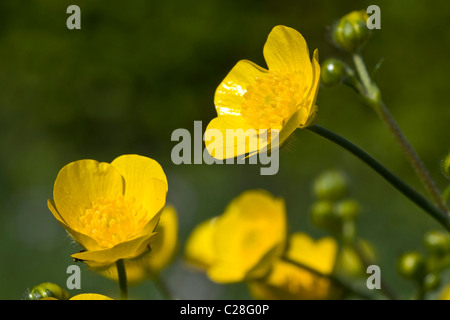 Renoncule des prés (Ranunculus acris), la floraison. Banque D'Images