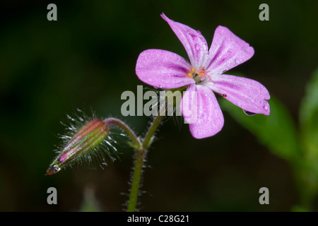 Herb Robert (Geranium robertianum), tige florifère. Banque D'Images