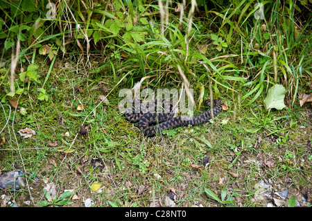 Une vipère serpent se dorant dans la chaleur d'un été sur les South Downs, Sussex, UK Banque D'Images