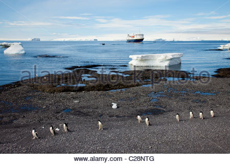 Les manchots Adélie à pied le long d'une côte rocheuse sur un littoral parsemé de glace. Banque D'Images