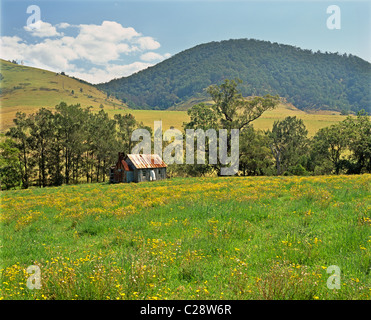 Près de Gloucester Tops, NSW, Australie Banque D'Images