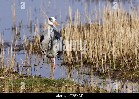 Un héron cendré (Ardea cinerea) la chasse dans les lits de roseaux à la réserve RSPB de Conwy, au nord du Pays de Galles Banque D'Images