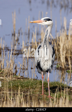 Un héron cendré (Ardea cinerea) la chasse dans les lits de roseaux à la réserve RSPB à Conwy, au nord du Pays de Galles Banque D'Images