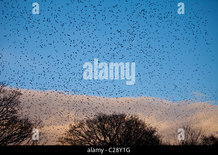 Murmuration d'un millions d'étourneaux remplir le ciel avant de se percher au marais d'Avalon, Shapwick Heath Nature Reserve, Somerset Banque D'Images