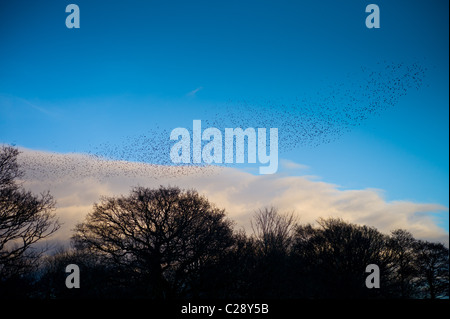 Murmuration d'un millions d'étourneaux remplir le ciel avant de se percher au marais d'Avalon, Shapwick Heath Nature Reserve, Somerset Banque D'Images