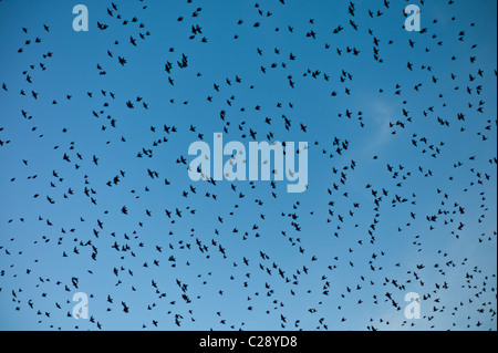 Murmuration d'un millions d'étourneaux remplir le ciel avant de se percher au marais d'Avalon, Shapwick Heath Nature Reserve, Somerset Banque D'Images