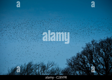 La Murmuration d'un million d'étoiles remplit le ciel de ceruléan avant de rôtir à Avalon Marshes, réserve naturelle de Shapwick Heath, Somerset Banque D'Images