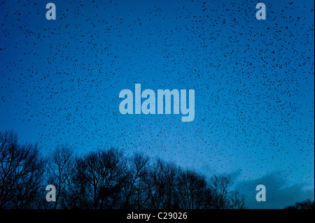 Murmuration d'un millions d'étourneaux remplir le ciel avant de se percher au marais d'Avalon, Shapwick Heath Nature Reserve, Somerset Banque D'Images