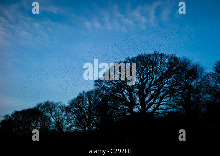 Murmuration d'un millions d'étourneaux remplir le ciel avant de se percher au marais d'Avalon, Shapwick Heath Nature Reserve, Somerset Banque D'Images