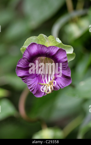 Cathedral Bell Flower, Cobaea scandens, Polémoniacées. Amériques tropicales. Aka Bat Fleur, Batflower ou Tasse et soucoupe Vine. Banque D'Images