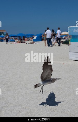 Segull survolant la Beach, South Beach, Miami, Floride, USA Banque D'Images