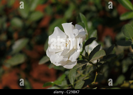 Rosa Summer Snow, neige d'été, White Rose, Pune, Maharashtra, Inde Banque D'Images